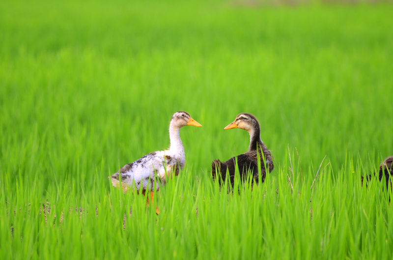 DSC_8349_副本.jpg DSC_8349_副本.jpg