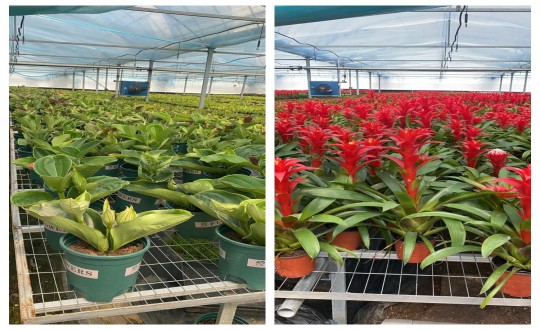 10.园林公司实地考察广州花卉市场_副本.jpg 10.园林公司实地考察广州花卉市场_副本.jpg